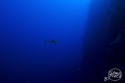 A lonely Grey Reef Shark taken off Munda, Solomon Islands... by Shea Pletz 